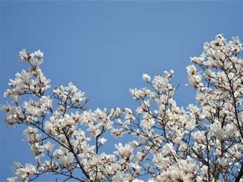 玉蘭花 招陰|【玉蘭花 招陰】玉蘭花招陰？種植前必知的風水禁忌 – 舒嵩沙師傅